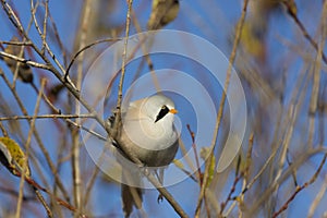 Bearded reedling sits on a branch on an sunny day