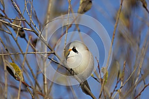 Bearded reedling sits on a branch on an sunny day