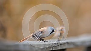 Bearded Reedlings on the parapet