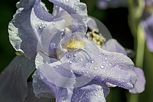 Bearded rhizomatous irises photo