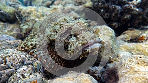 Bearded scorpionfish. Fishes are a type of bone fish Osteichthyes Scorpaenidae .