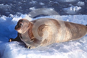 Bearded Seal