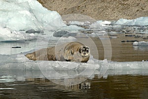 Bearded Seal