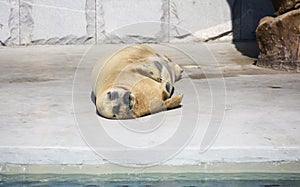 Bearded seal.