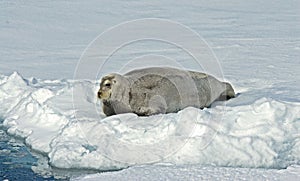 bearded seal, Baardrob, Erignathus barbatus