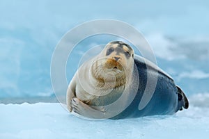 Bearded seal on blue and white ice in Arctic Russia, with lift up fin