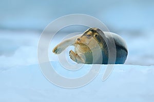 Bearded seal on blue and white ice in arctic Svalbard, with lift up fin