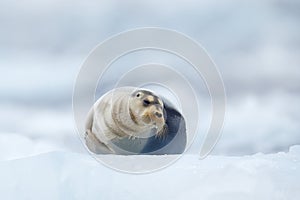 Bearded seal on blue and white ice in arctic Svalbard, with lift up fin. Wildlife scene in the nature