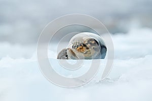 Bearded seal on blue and white ice in arctic Svalbard, with lift up fin. Wildlife scene in the nature