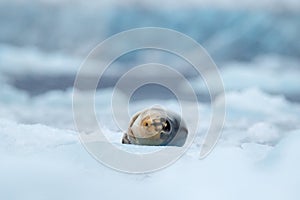 Bearded seal on blue and white ice in arctic Svalbard, with lift up fin. Wildlife scene in the nature