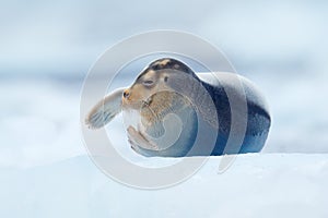 Bearded seal on blue and white ice in arctic Svalbard, with lift up fin. Wildlife scene in the nature
