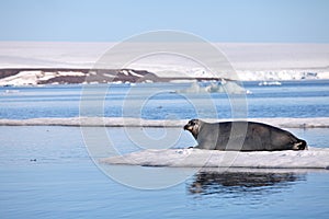 Bearded seal on fast ice