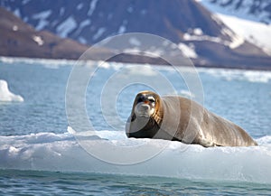 Bearded seal on fast ice