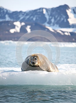 Bearded seal on fast ice