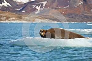 Bearded seal on fast ice