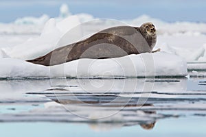 Bearded seal on ice floe