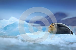 Bearded seal, lying sea animal on ice in Arctic Svalbard, winter cold scene with ocean, dark blurred mountain in the background, N