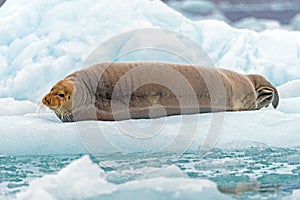 Bearded Seal in Repose on an Iceberg photo