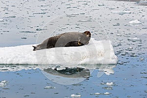 Bearded Seal is resting on an ice floe, Svalbard, Spitsbergen