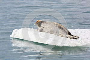 Bearded Seal is resting on an ice floe, Svalbard, Spitsbergen