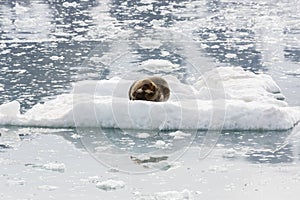 Bearded Seal is resting on an ice floe, Svalbard, Spitsbergen