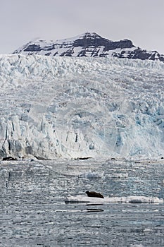 Bearded Seal is resting on an ice floe, Svalbard, Spitsbergen, N