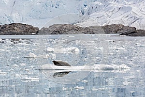 Bearded Seal is resting on an ice floe, Svalbard, Spitsbergen