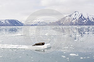 Bearded Seal is resting on an ice floe, Svalbard, Spitsbergen