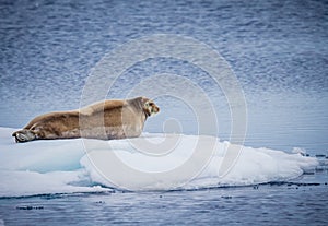 Bearded seal rests on ice floe in the Arctic near Spitzbergen