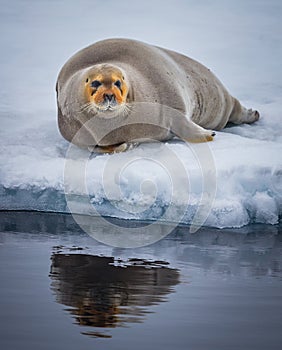 Bearded seal of Spitzbergen rests on ice