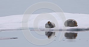 Bearded seals on ice floe