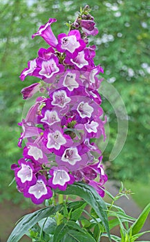 Bearded thread (Penstemon)in close up