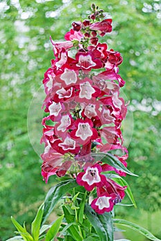 Bearded thread (Penstemon)