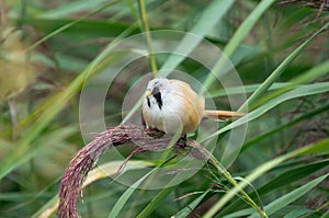 Bearded tit