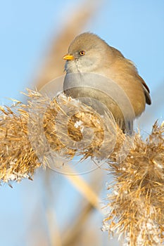 Bearded Tit, female - Reedling (Panurus biarmicus)