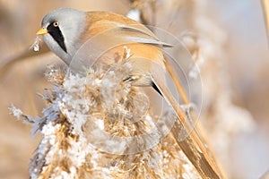 Bearded Tit, male - Reedling (Panurus biarmicus)