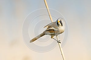 Bearded tit / Panurus biarmicus