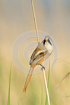 Bearded tit / Panurus biarmicus