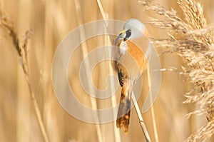 Bearded tit, panurus biarmicus. Bird sitting on reed near a river. Early sunny morning
