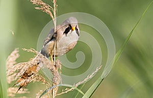 Bearded tit, Panurus biarmicus. Male. Morning, dawn, river