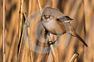 Bearded tit, Panurus biarmicus russicus in germany