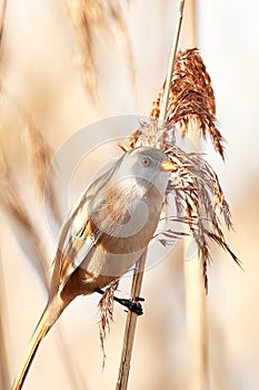 The bearded tit sitting on reed