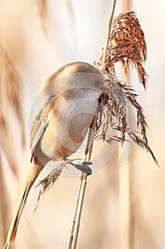The bearded tit sitting on reed