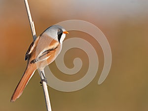 Bearded Tit on a stick of reed photo