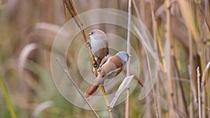 Bearded Tits or Bearded Reedlings couple on a straw photo