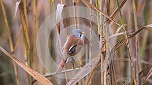 Bearded Tits or Bearded Reedlings male on a straw photo