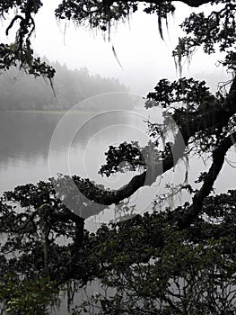 Bearded trees by the lake in China