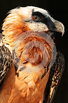 Bearded vulture,