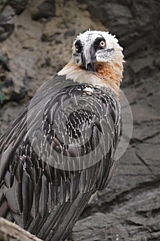 Bearded vulture