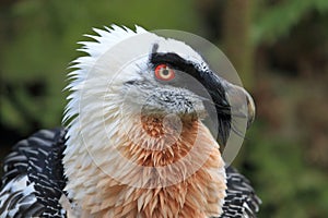 Bearded vulture